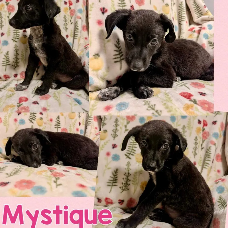 Mystique