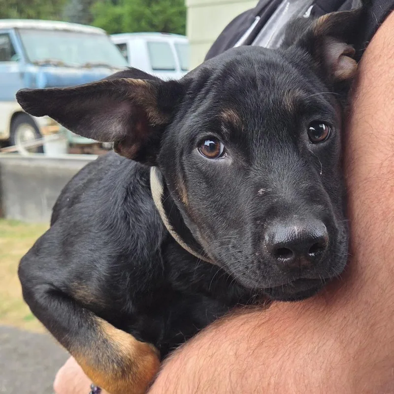 A baby small-sized male Black Shepherd dog named Mac for adoption in Oakville, WA