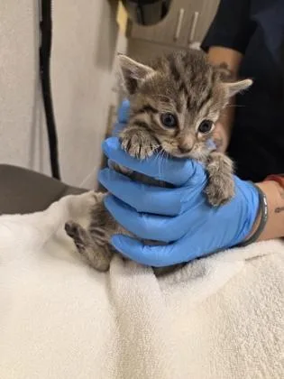 A baby small-sized female Domestic Short Hair cat named Shirley for adoption in Honolulu, HI