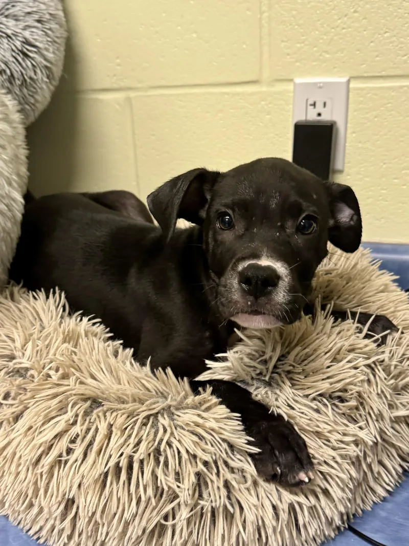 A baby medium-sized male Black Mixed Breed dog named Sonar for adoption in St. Joseph, MI
