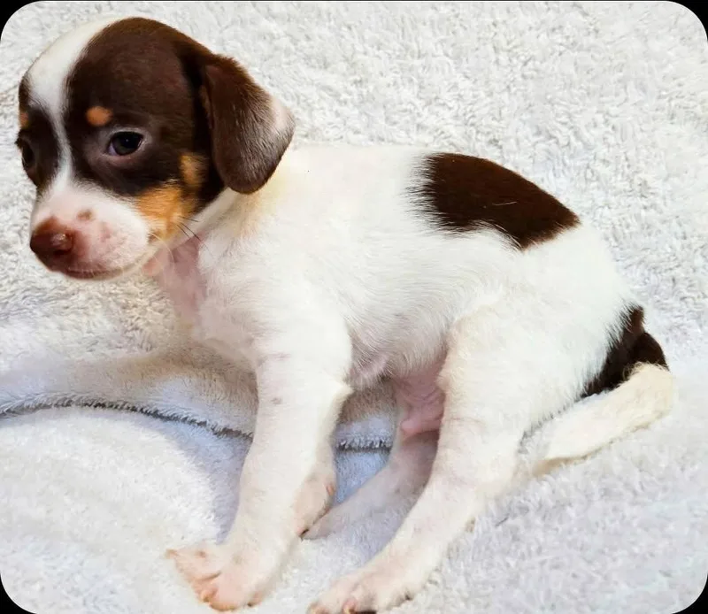 A baby small-sized male Tricolor (Brown, Black, & White) Chihuahua dog named Scooter for adoption in Humble, TX