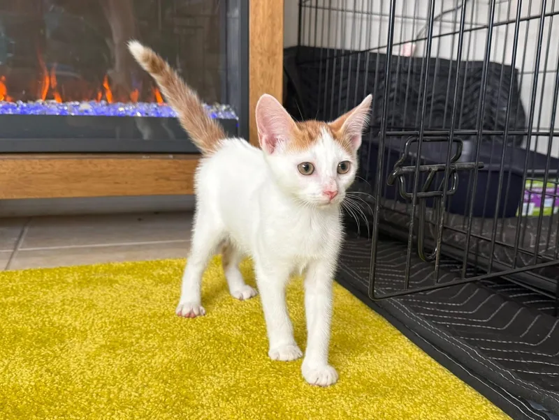 A baby medium-sized male Domestic Short Hair cat named Helmet for adoption in Tampa, FL