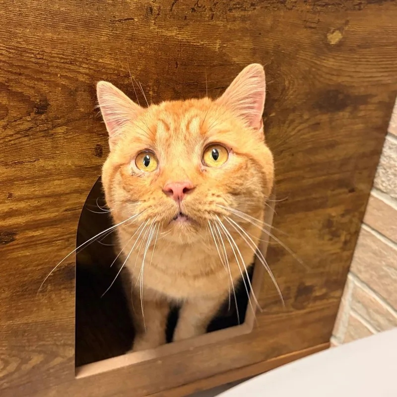 An adult large-sized male Domestic Short Hair cat named Tigger for adoption in Davenport, IA