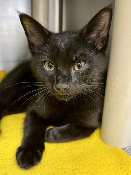 A baby medium-sized male Black Domestic Short Hair cat named Brother Bear for adoption in Wichita, KS