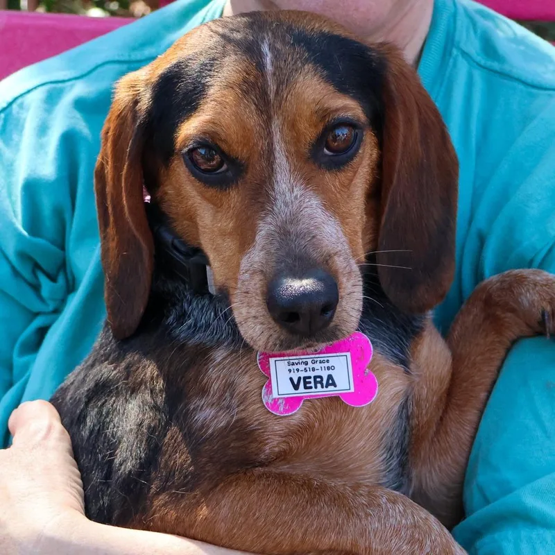 An adult small-sized female Black Beagle dog named Vera for adoption in Wake Forest, NC