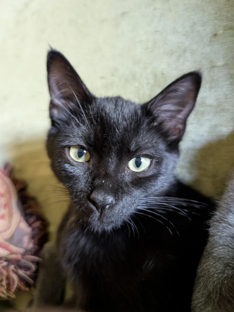 A baby small-sized female Black Domestic Short Hair cat named Squid for adoption in St. Paul Park, MN