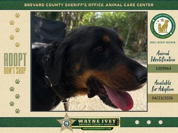 A young large-sized female Mixed Breed dog named Twiggy for adoption in Melbourne, FL