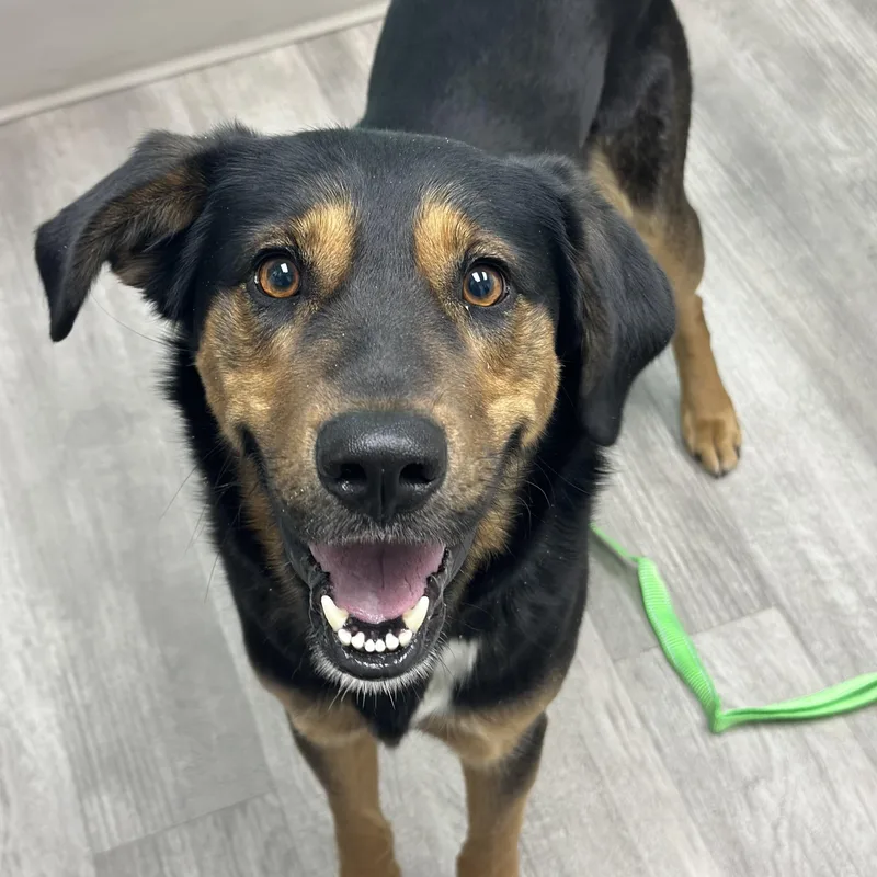 A young large-sized male Black German Shepherd Dog dog named Arlington for adoption in Suffield, CT