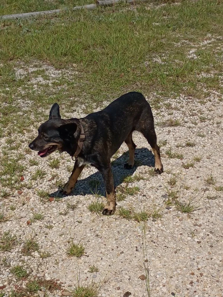 A young medium-sized female Australian Cattle Dog / Blue Heeler dog named Megara for adoption in Rockport, TX
