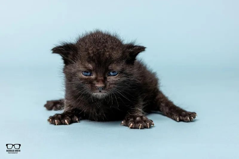 A baby small-sized female Black Domestic Medium Hair cat named Adriana for adoption in Palatine, IL