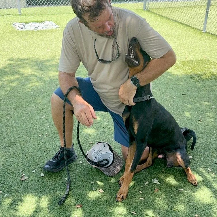A young medium-sized male Doberman Pinscher dog named Master for adoption in Oakland Park, FL