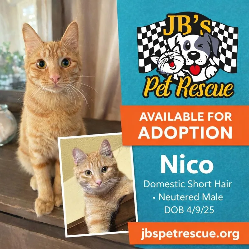 Nico thumbnail 2