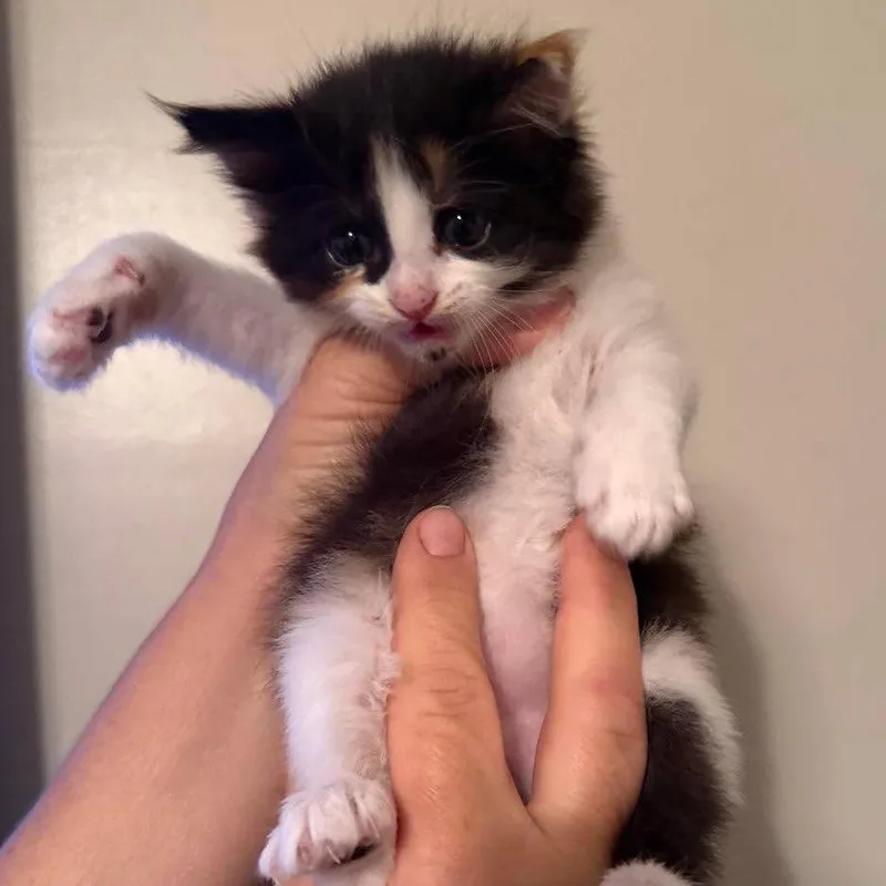 A baby small-sized female Calico Domestic Long Hair cat named Shell for adoption in Winchester, VA
