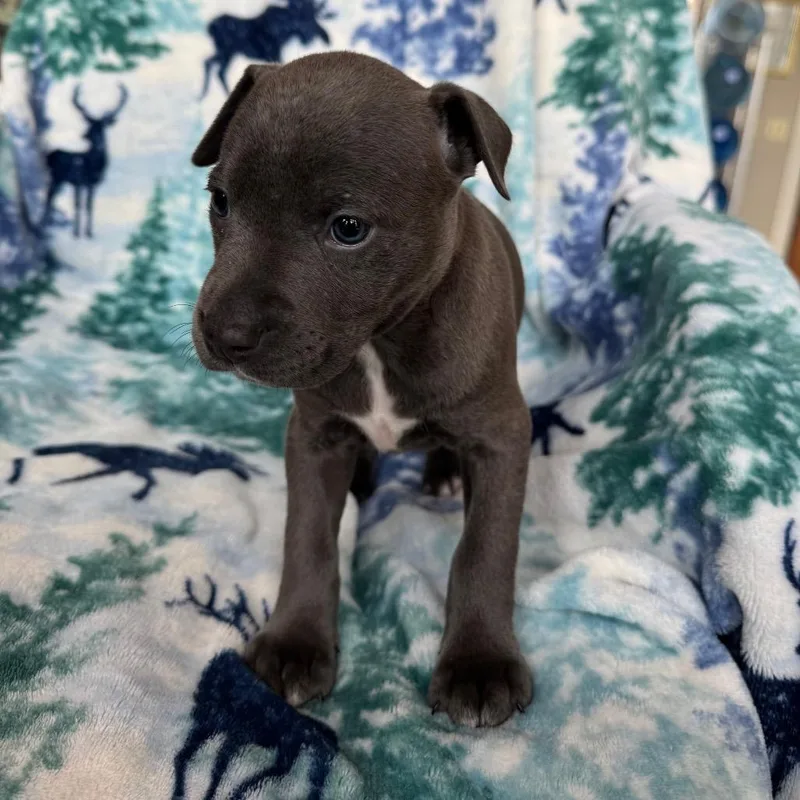 A baby medium-sized female Gray / Blue / Silver American Staffordshire Terrier dog named Raven for adoption in Fredericksburg, TX