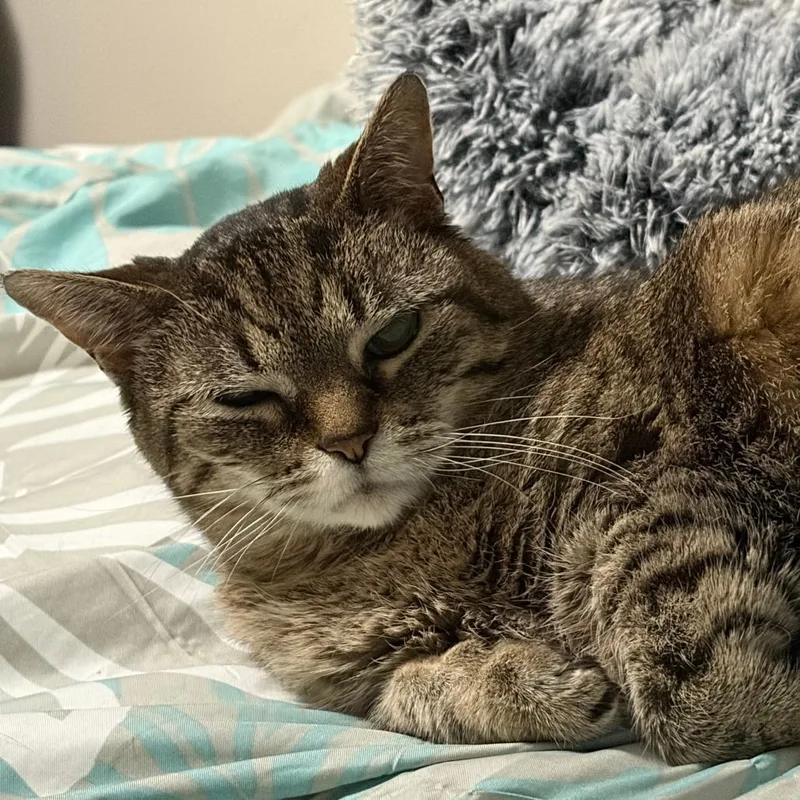 A senior medium-sized female Black Domestic Short Hair cat named Marla for adoption in West Des Moines, IA