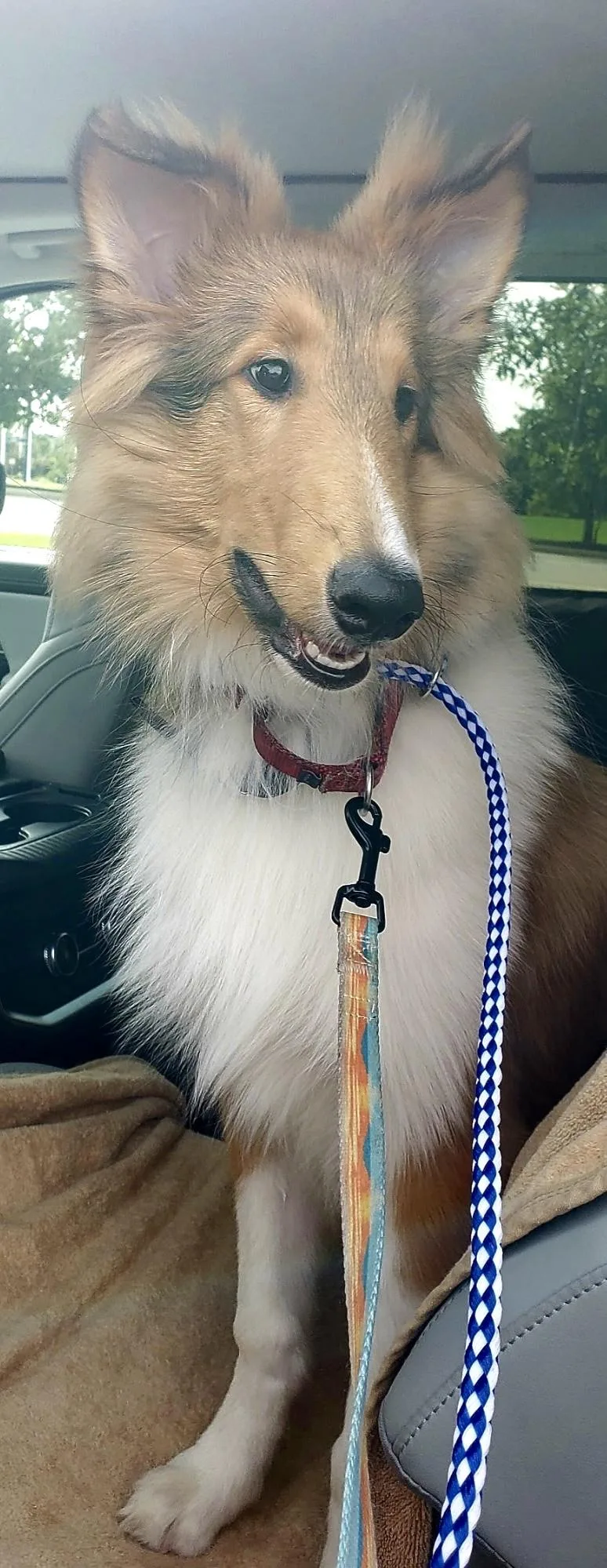 A young medium-sized male Rough Collie dog named Hamish for adoption in Elyria, OH