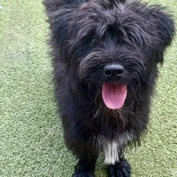 Simon