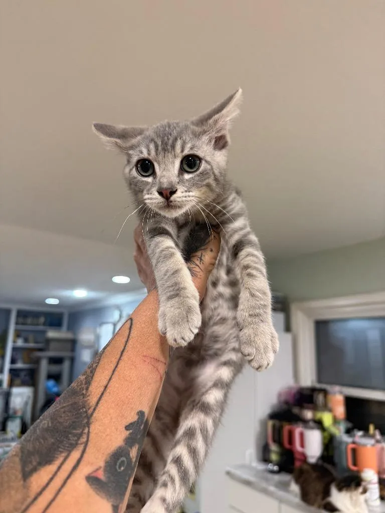 A baby large-sized male Domestic Short Hair cat named Monster for adoption in warrenville, SC