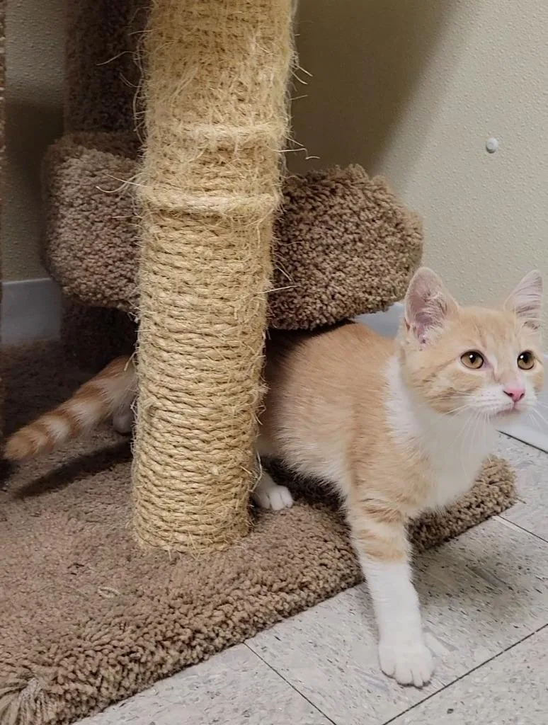 A baby medium-sized male Domestic Short Hair cat named Nacho Fries for adoption in Sandusky, OH