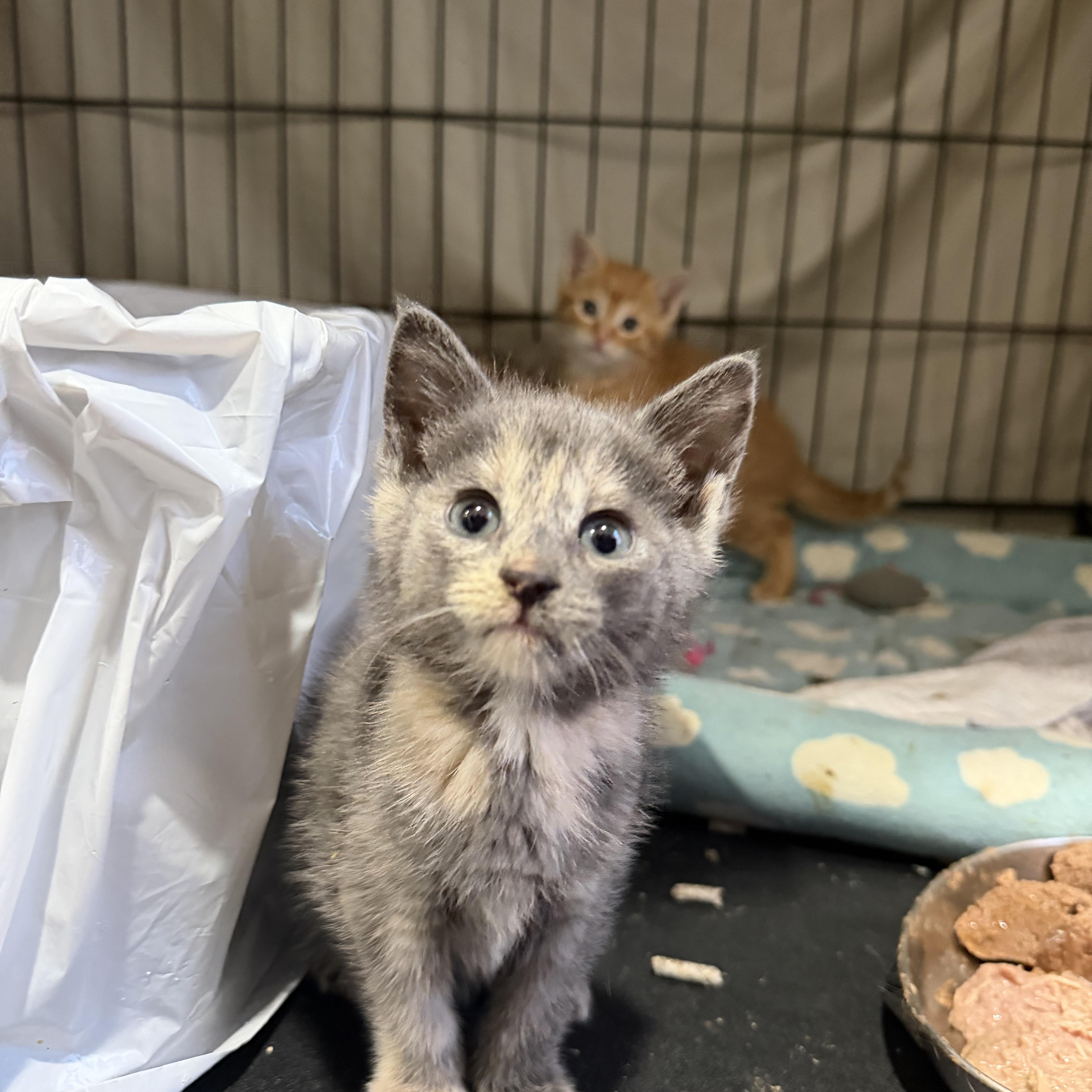 A baby small-sized female Dilute Calico Domestic Short Hair cat named Taterina for adoption in Brooklyn, NY