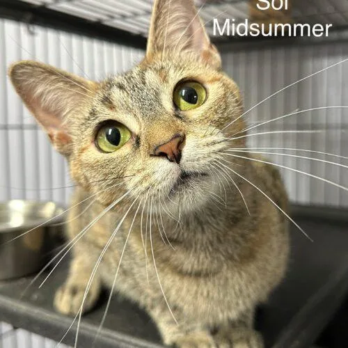 A young medium-sized female Torbie Domestic Short Hair cat named Sol Midsummer for adoption in Tipp City, OH