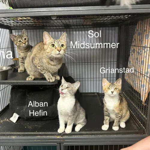 Sol Midsummer thumbnail 6