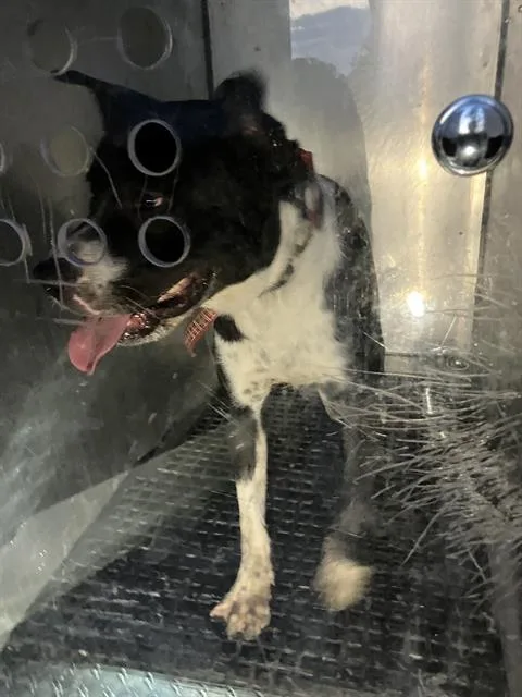 A young medium-sized male Mixed Breed dog named Cooper for adoption in Dallas, TX