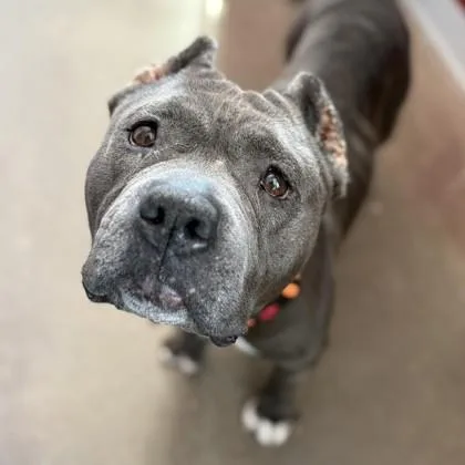 A young medium-sized female American Staffordshire Terrier dog named Ruby for adoption in Janesville, WI