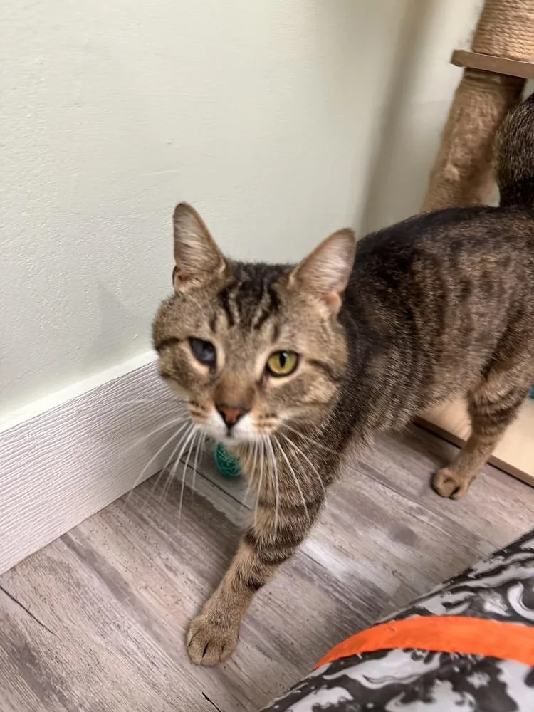 An adult large-sized male Brown / Chocolate Domestic Short Hair cat named Theodore Alvin for adoption in Greensburg, PA