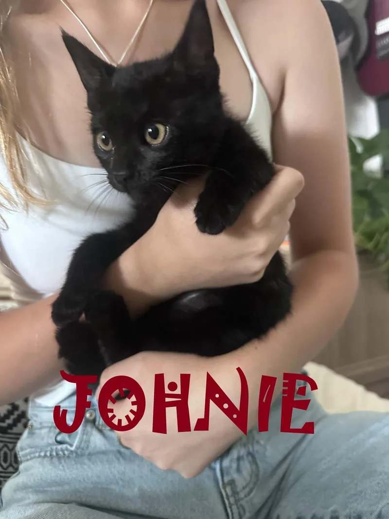 A baby small-sized male Black American Shorthair cat named Johnie for adoption in Walnut Creek, CA