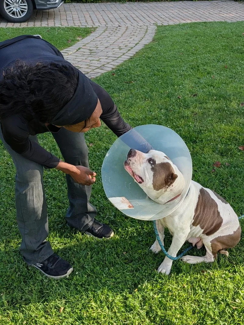 A young medium-sized female Pit Bull Terrier dog named Butterball for adoption in Los Angeles, CA