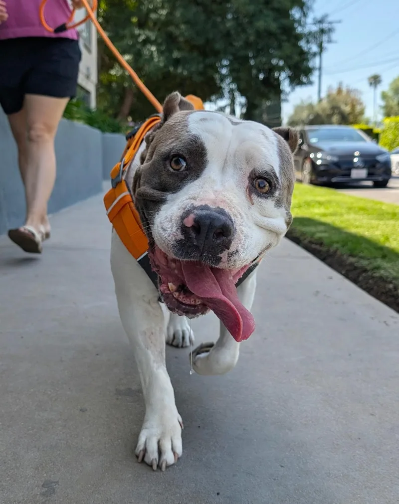 Butterball thumbnail 2