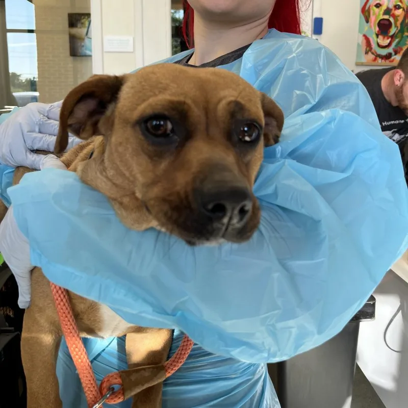 An adult medium-sized female Sable Dachshund dog named Heather for adoption in Nashville, TN