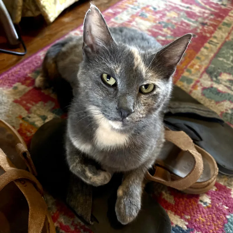 An adult medium-sized female Dilute Tortoiseshell Domestic Short Hair cat named Elizabeth Taylor for adoption in Akron, OH