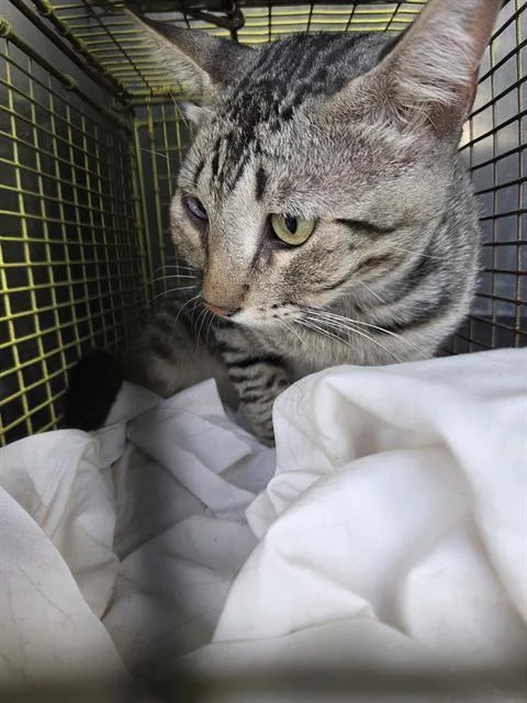 An adult small-sized male Domestic Short Hair cat named Peter for adoption in San Antonio, TX