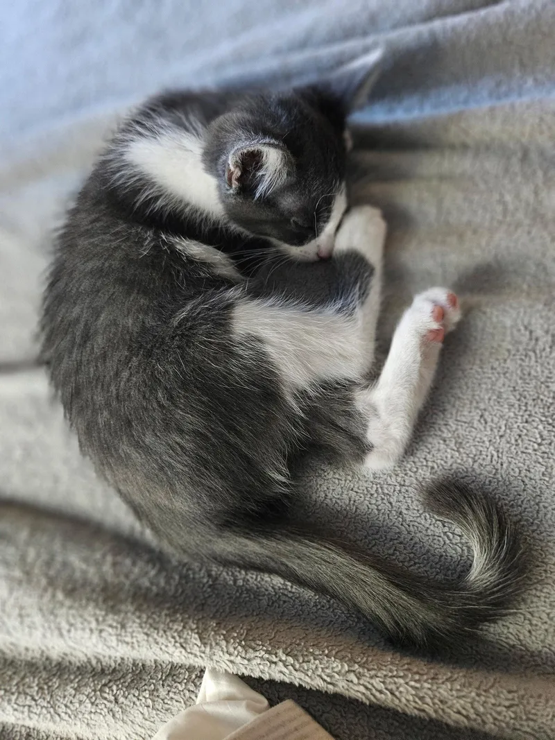A baby medium-sized female Gray & White Domestic Short Hair cat named Catrick Swayze for adoption in Antioch, CA