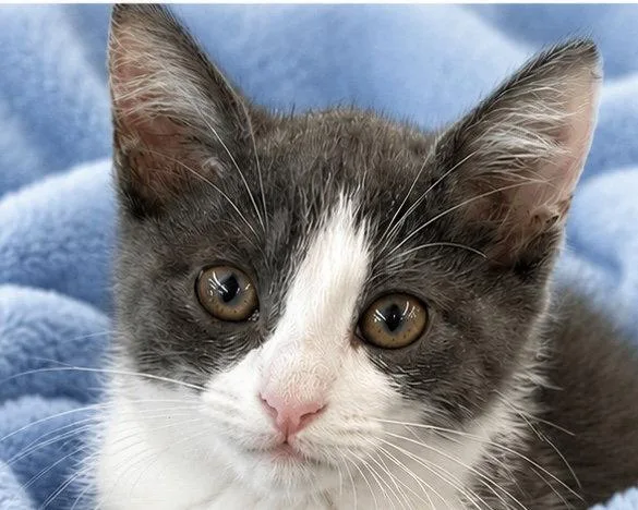 Catrick Swayze thumbnail 2