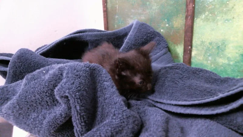 A baby small-sized female Domestic Short Hair cat named Jen for adoption in Houston, TX