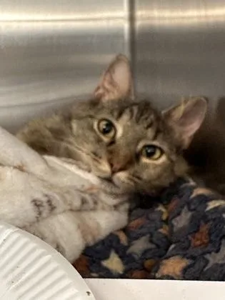 An adult medium-sized female Domestic Medium Hair cat named Kendra for adoption in Bridgewater, NJ