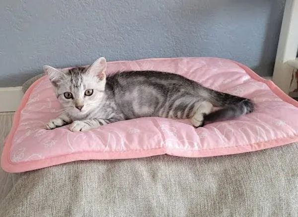 A baby small-sized female Domestic Short Hair cat named Pepper for adoption in Bonsall, CA