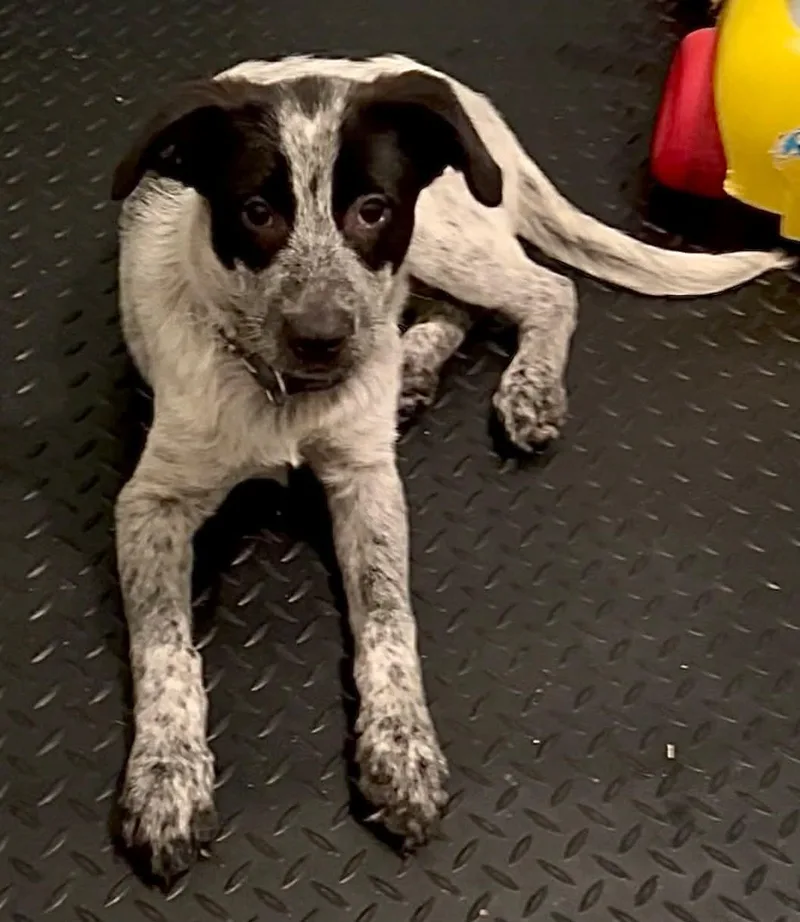 A baby medium-sized male Australian Cattle Dog / Blue Heeler dog named Zulu for adoption in Walker, LA