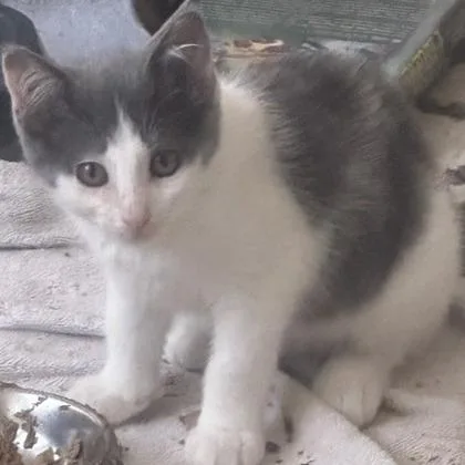 A baby small-sized female White Domestic Short Hair cat named Karen Smith for adoption in Kansas City, MO