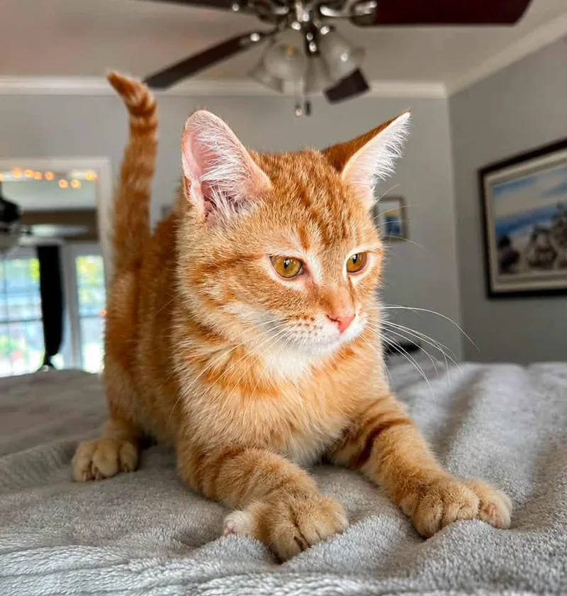 A baby medium-sized male Orange / Red Domestic Short Hair cat named Jax for adoption in Calera, AL