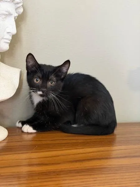 A baby medium-sized female Black & White / Tuxedo Domestic Short Hair cat named Mickey D for adoption in Reading, PA