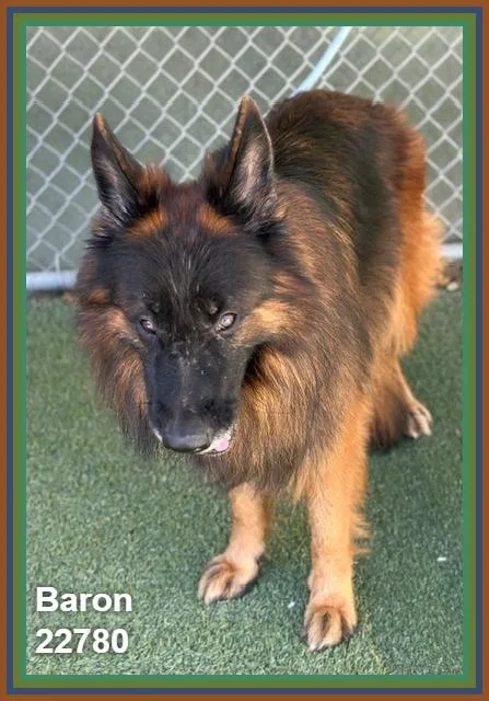 An adult medium-sized male German Shepherd Dog dog named Baron for adoption in Marietta, GA