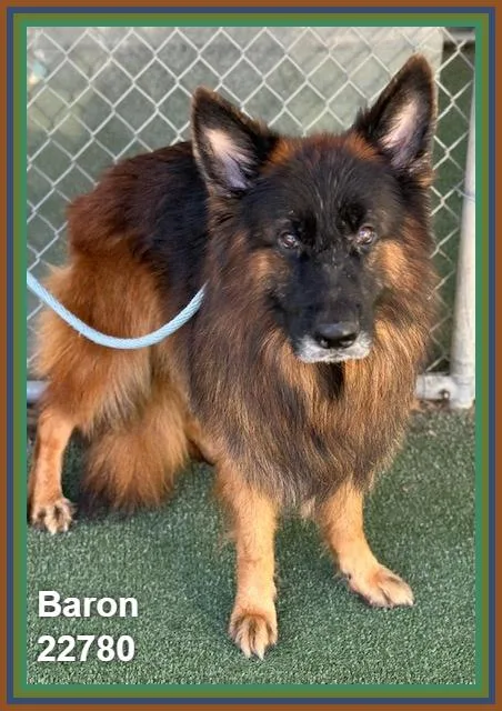 Baron thumbnail 2
