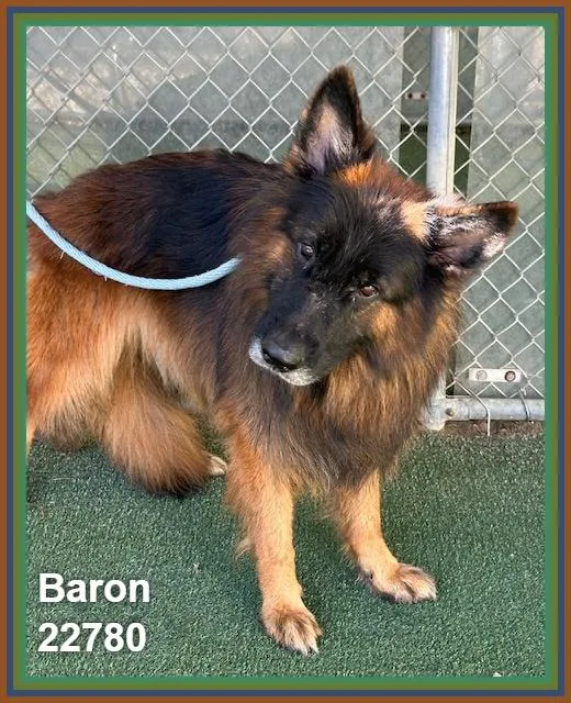 Baron thumbnail 4