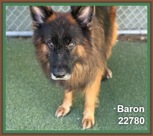 Baron thumbnail 5