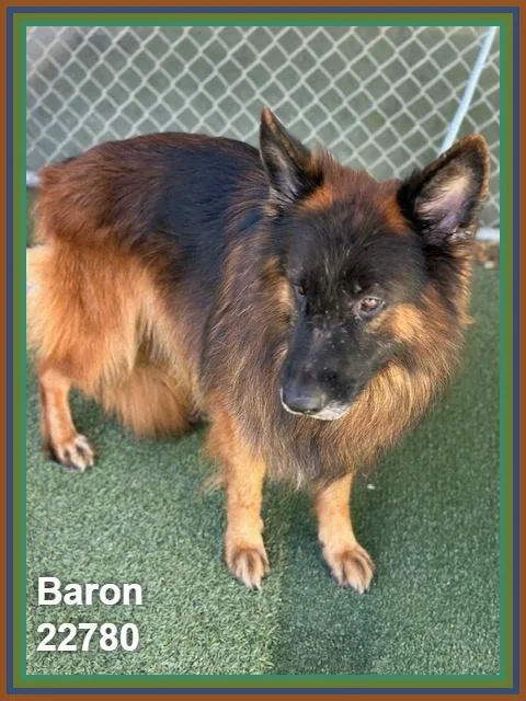 Baron thumbnail 6