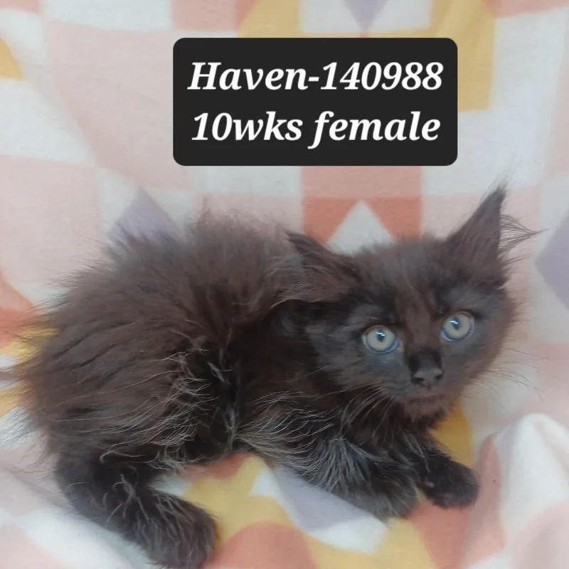A baby small-sized female Domestic Medium Hair cat named Haven for adoption in New Tazewell, TN
